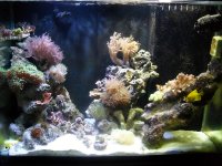 fish tank 2009.jpg