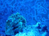 DSC02110.jpg