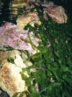 seagrass in sump.jpg