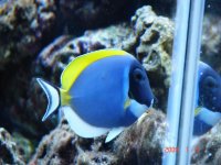 powder blue.jpg