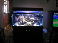 NJ Reef 004.jpg