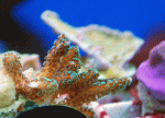 Ora-Birdnest-2.gif
