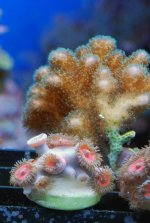 Pocillipora.jpg