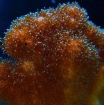 Pocillipora.gif-2.jpg