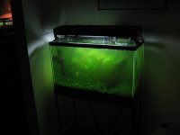 green-water-volvox.jpg