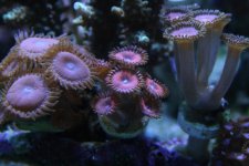 Zoas.jpg