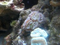 Acan 1.jpg