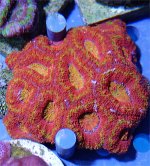 RainbowAcan.jpg