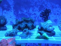 Deep Water Digi - Clam.jpg