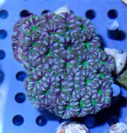 GreenPurpleAcan.jpg