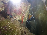 Cleaner Shrimp.jpg
