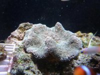 Green Carpet Anemone 1.jpg