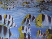 School of Butterflies.jpg