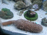 Sea Pen.jpg