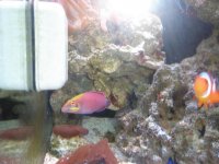 Mystery Wrasse.jpg