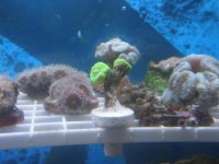 Fluo Green Candy Cane Frag.jpg