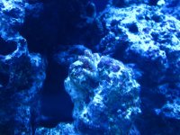 IMG_2037.jpg