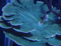 Dark green blue poylps monti.jpg