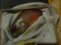 DSC00017.jpg