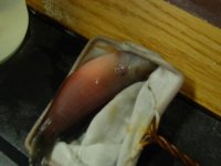 DSC00022.jpg