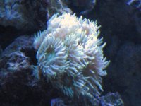 reef and such 032.jpg