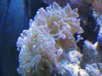reef and such 037.jpg