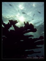 Bahamas-12-30-2008-Dive 3-Silver Reef 026 edit.jpg