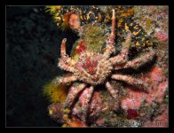 Bahamas-12-30-2008-Dive 4-Theos Wreck (night) 040 edit.jpg