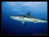 Bahamas-12-31-2008-Dive 2-Shark Junction 011 edit.jpg