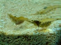 shrimp.jpg