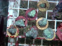 Endive Hydnophora CoralMR.jpg