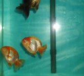 2SmallRanchus1.jpg