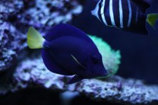purple_tang.jpg