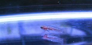 goby1.JPG