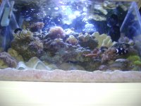 26 Gallon Tank 022.jpg
