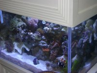 26 Gallon Tank 016.jpg