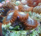 zoas3.jpg