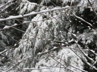 IMG_0067.jpg