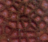 zoa.jpg