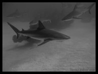 Bahamas-1-2-2009-Dive 2-Shark Junction 008 edit.jpg