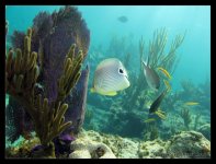 Bahamas-12-30-2008-Dive 3-Silver Reef 042 edit.jpg