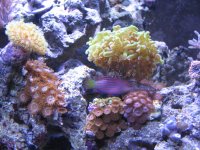 toadzoa6.JPG