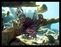 Bahamas-12-30-2008-Dive 3-Silver Reef 050 edit.jpg