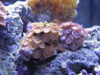 zoa4.JPG