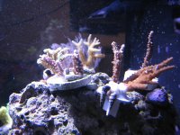 sps.JPG