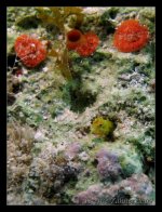 Bahamas-12-30-2008-Dive 3-Silver Reef 074 edit.jpg