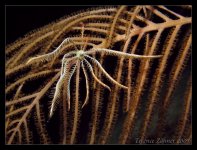 Bahamas-12-30-2008-Dive 4-Theos Wreck (night) 023 edit.jpg