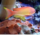 Anthias6.jpg