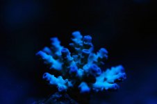 coral 1.jpg