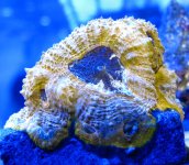 echinata4.jpg